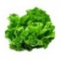 Salade